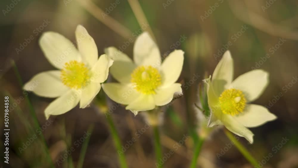 The Siberian snowdrop trembles in the wind. springtime. The Siberian snowdrop trembles in the wind. springtime.