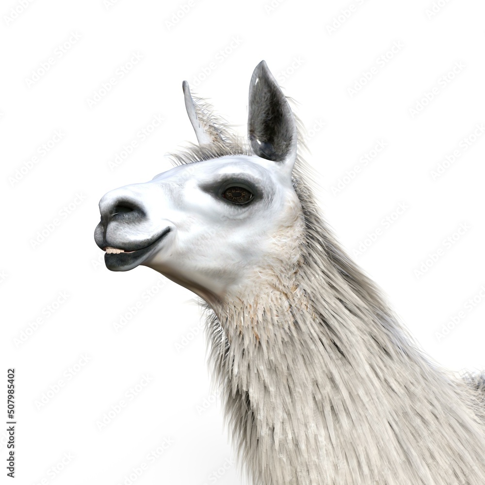 3d-illustration of an isolated lama animal