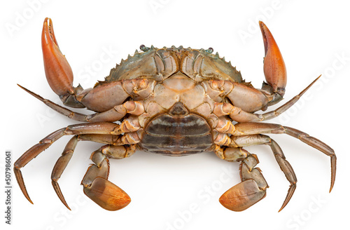 Raw Female Black Crab isolated on white background, Fresh Raw mud crab, Scylla serrata or Sea Crab on white With clipping path.