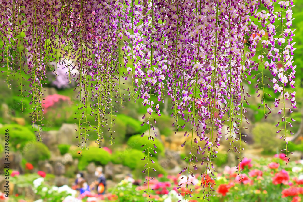 Naklejka premium 牡丹園に咲く美しい藤の花