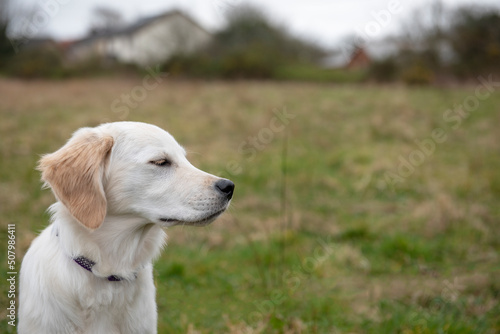 Close up of golden retriever puppy in a green field with eyes closed enjoying the outdoors