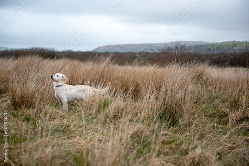 Young golden retriever puppy walking off lead in a long grass land area on a cloudy day © stephm2506
