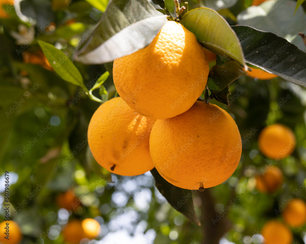 Obraz na płótnie Reife Orangen im botanischen Garten bei Chania auf Kreta - Griechenland w salonie