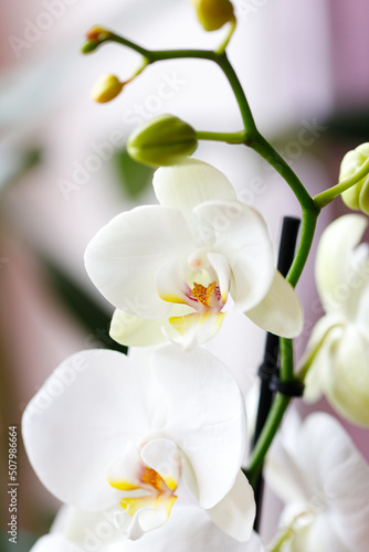 Orchid flowers at green branch with blossom and leaf buds.