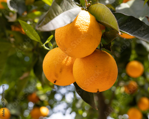 Reife Orangen im botanischen Garten bei Chania auf Kreta - Griechenland