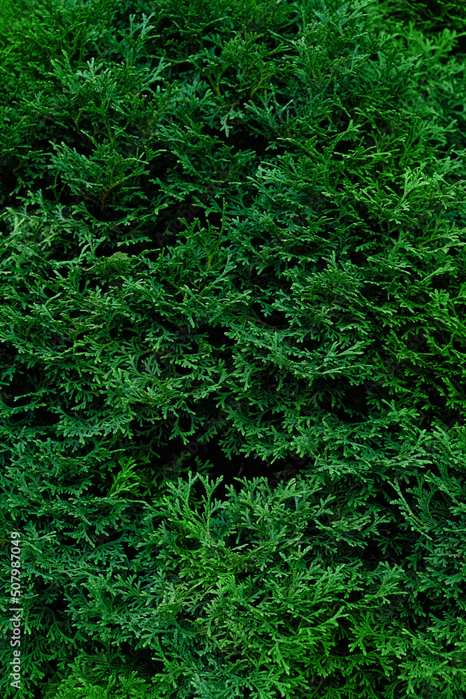 fresh green leaves texture close up. green natural abstract background of branches of thuja trees . Thuja twig occidentalis, evergreen coniferous tree. full frame. Template for design fresh green leaves texture close up. green natural abstract background of branches of thuja trees . Thuja twig occidentalis, evergreen coniferous tree. full frame. Template for design