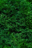 fresh green leaves texture close up. green natural abstract background of branches of thuja trees . Thuja twig occidentalis, evergreen coniferous tree. full frame. Template for design