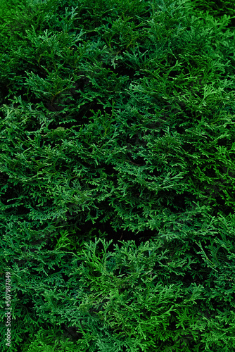 fresh green leaves texture close up. green natural abstract background of branches of thuja trees . Thuja twig occidentalis, evergreen coniferous tree. full frame. Template for design