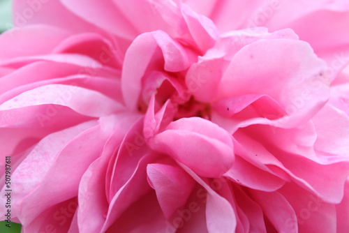 Wallpaper Mural Rose Torontodigital.ca