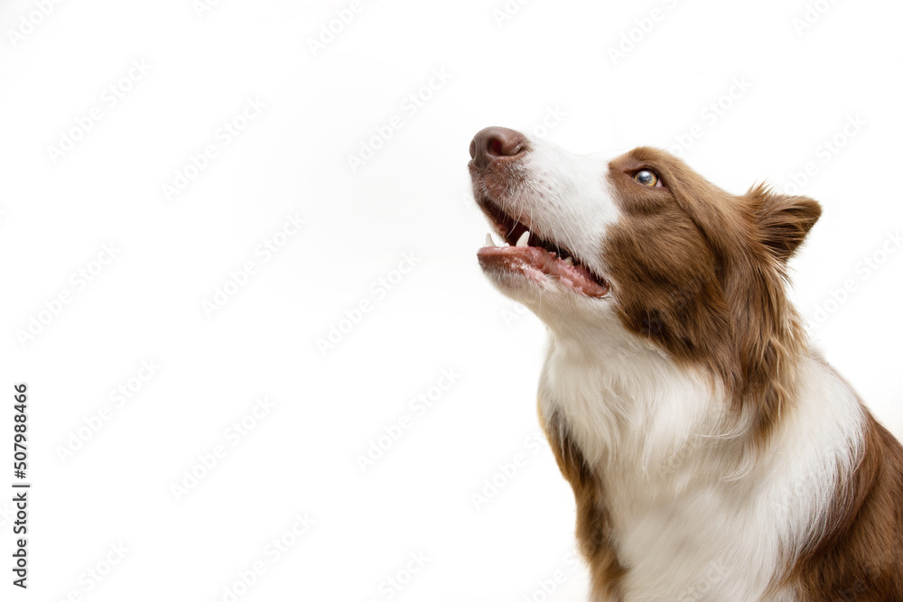 Attentive and clever brown border collie dog looking up begging food. Isolated on white background