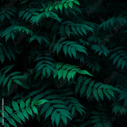 Green leaves pattern, summer natural plant background, wallpaper. Dark texture of fresh foliage in night. Greenery backdrop for design.