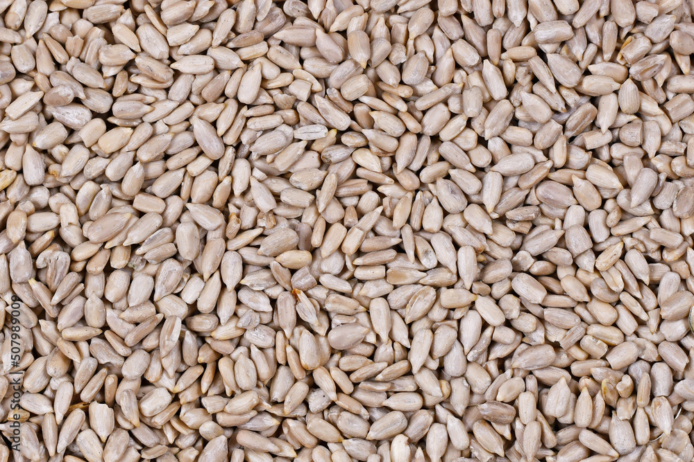 Many white dehulled sunflower seeds Many white dehulled sunflower seeds