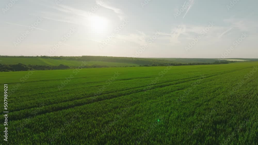Aerial view agricultural green field of wheat spring on sunset slide from drone forward. golden sunlight shining on wheat Agricultural farm. Nature Aerial view agricultural green field of wheat spring on sunset slide from drone forward. golden sunlight shining on wheat Agricultural farm. Nature