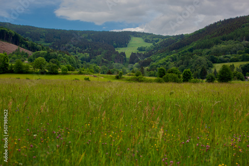 The valley of the Mohelka river in Sychrov. the wild valley at Sychrov in the spring, the grass is tall and very green, the flowers are open.