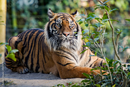view of a beautiful tiger in a forest environment