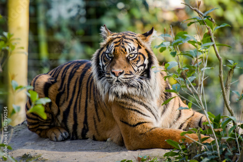 Fototapeta Naklejka Na Ścianę i Meble -  view of a beautiful tiger in a forest environment
