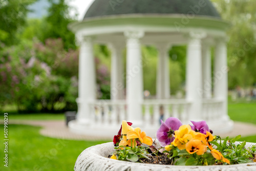 Blooming flowers in summer park with blurred white rotunda on background photo