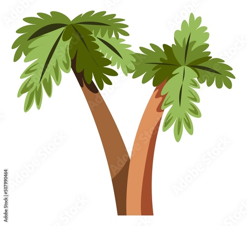 Palm tree, tropical climate botany and bushes