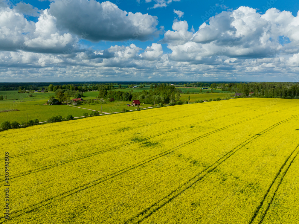Obraz premium Rapeseed fields blooming in spring, Latvia aerial view
