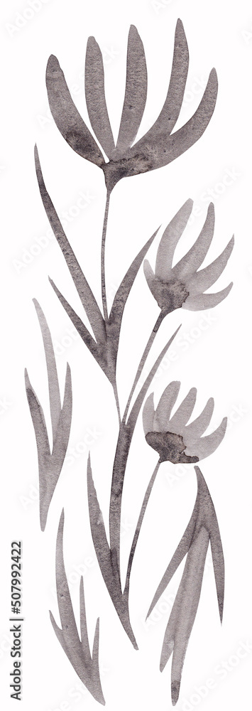 Floral illustration of watercolor crocuses. Monochrome drawing