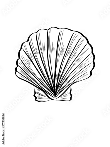 Grafische Zeichnung  Muschel