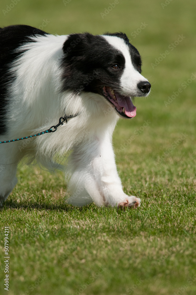 Border Collie competing in conformation event at a dog show in New York