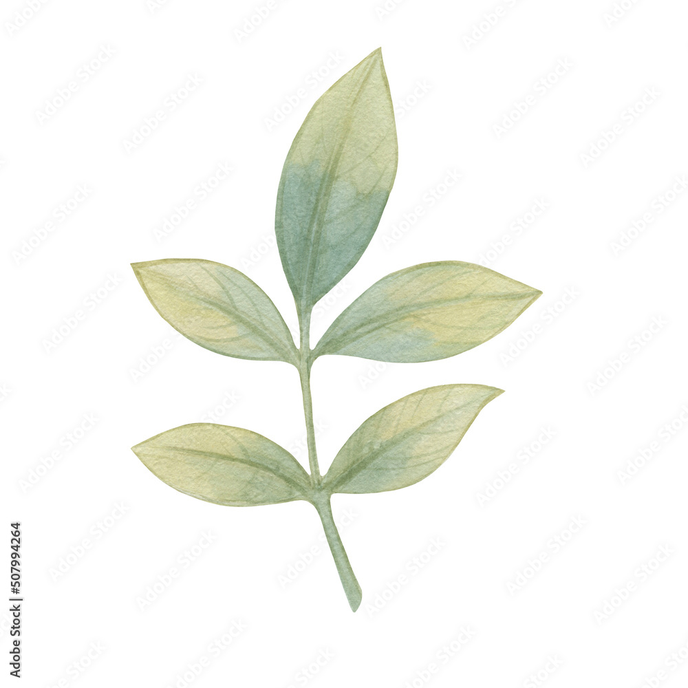 Watercolor botanical illustration. Isolated green leaves.