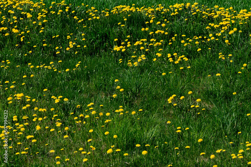A green field with yellow dandelions. Close-up of yellow spring flowers