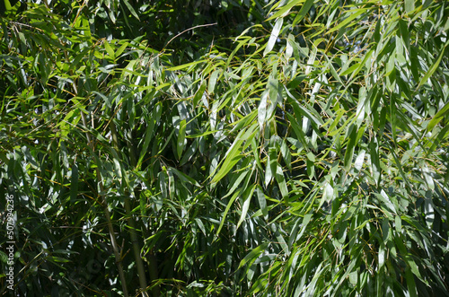 bamboo, bamboo forest