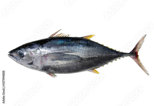 Young " Bluefin tuna (Meji-Maguro)" Fish body image, Cut out photograph with white background.