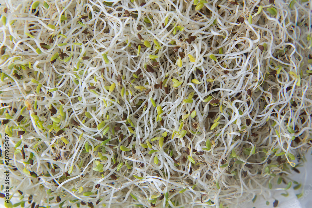 Vegan and fresh microgreen. Healthy concept Vegan and fresh microgreen. Healthy concept