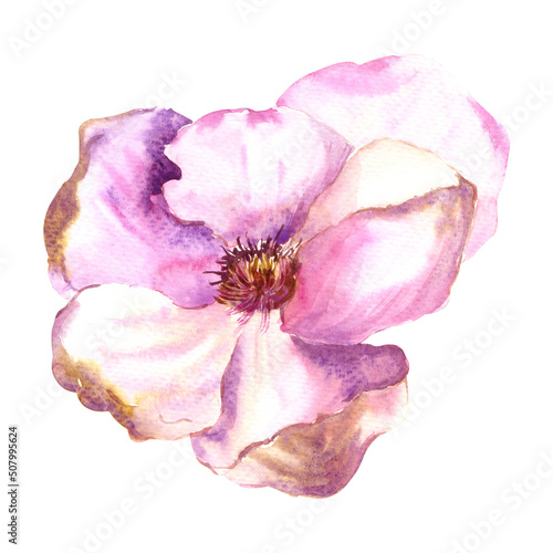 Blooming magnolia flower. Hand drawn watercolor illustration isolated on white background. Pink botanical illustration for card design, prints, stickers