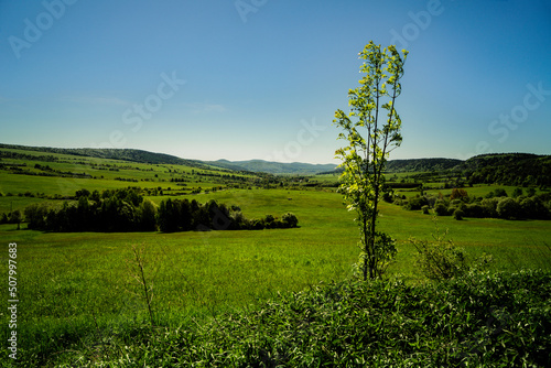 The mountains of the Beskid Niski and in the foreground a young tree in the morning