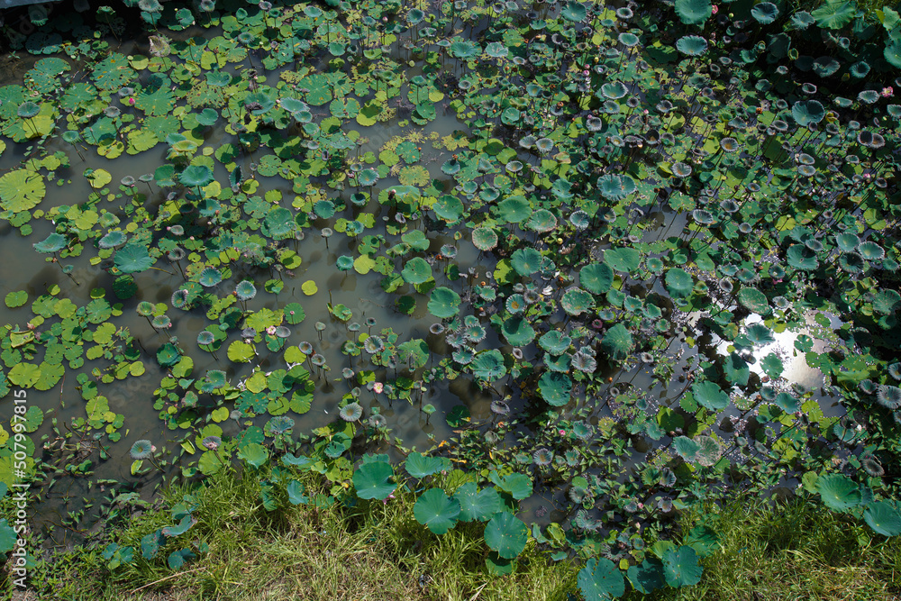 A water source with a lot of lotus leaves in the high angle A water source with a lot of lotus leaves in the high angle