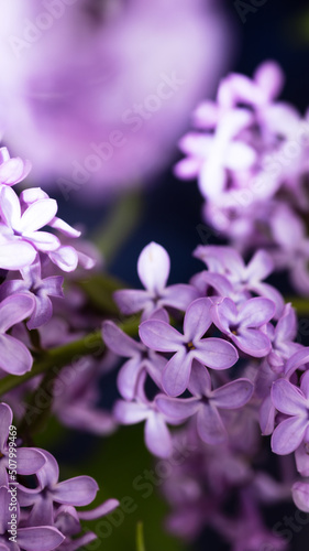 lilac flowers are large. floral background. purple petals © SVETLANA