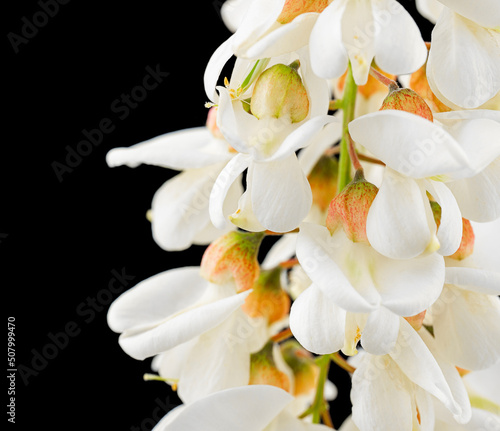 Blooming branch of false acacia on a white background. Blooming clusters of acacia. Branches of black locust, Robinia pseudoacacia, false acacia. 