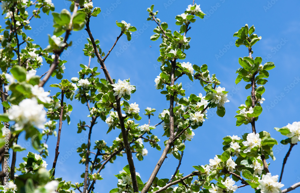 Branches of an apple tree with white flowers on the blue sky background in a spring sunny day