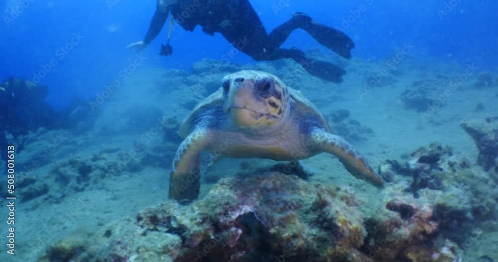 sea turtle underwater swim slow ocean scenery blue water sea turtle underwater swim slow ocean scenery blue water