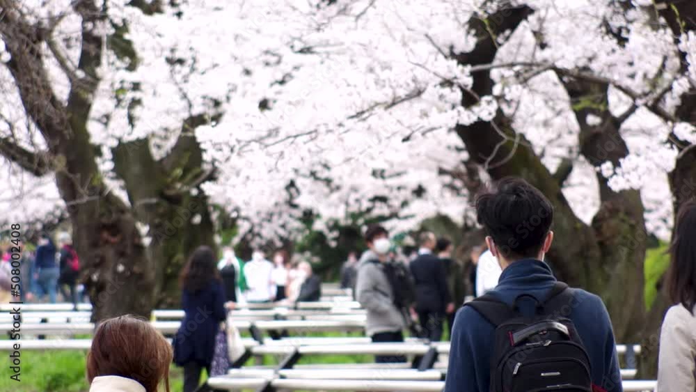 TOKYO, JAPAN - APRIL 2022 : Cherry blossoms at Chidorigafuchi area and unidentified crowd of people wearing masks to protect from Coronavirus. Japanese spring season in COVID-19 pandemic. Slow motion. TOKYO, JAPAN - APRIL 2022 : Cherry blossoms at Chidorigafuchi area and unidentified crowd of people wearing masks to protect from Coronavirus. Japanese spring season in COVID-19 pandemic. Slow motion.