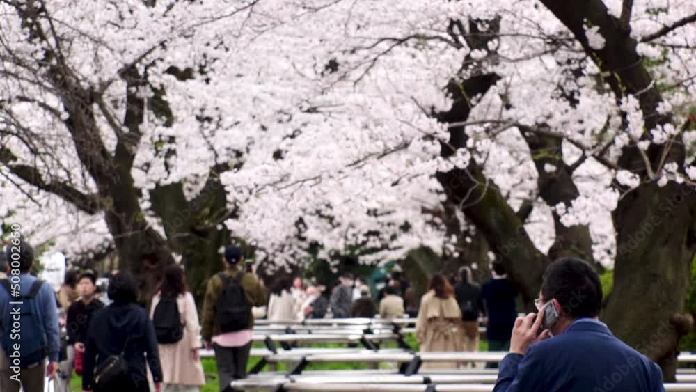 TOKYO, JAPAN - APRIL 2022 : View of cherry blossoms at Chidorigafuchi area and unidentified people enjoying the scenery. Japanese spring season concept video. Slow motion shot. TOKYO, JAPAN - APRIL 2022 : View of cherry blossoms at Chidorigafuchi area and unidentified people enjoying the scenery. Japanese spring season concept video. Slow motion shot.
