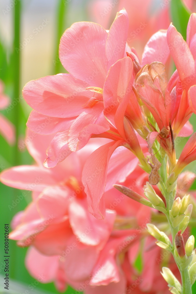 Obraz premium Canna Lily .
