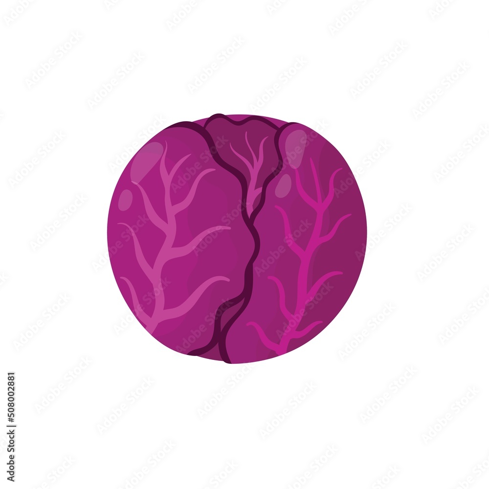 Fresh red cabbage in cartoon style isolated element. Healthy food print for farm market menu and recipes. Vector illustration Fresh red cabbage in cartoon style isolated element. Healthy food print for farm market menu and recipes. Vector illustration