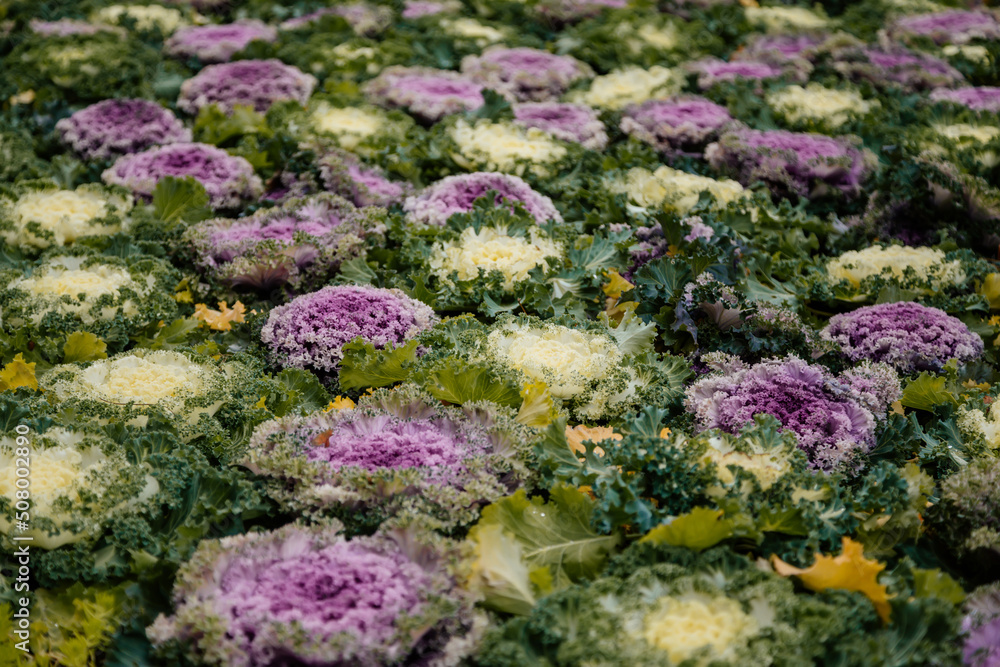 Decorative ornamental cabbages, winter flowers, beautiful red, green, pink and purple curved leaves Brassica oleracea plant on autumn flower bed in garden, floral background, blooms close up Decorative ornamental cabbages, winter flowers, beautiful red, green, pink and purple curved leaves Brassica oleracea plant on autumn flower bed in garden, floral background, blooms close up