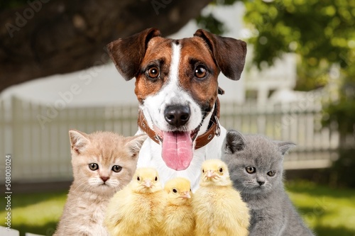 Group of pets on forest background in summer. Little kitten, dog and chicken.