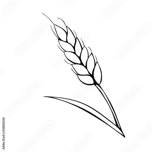 Vector outline spikelet of wheat isolated on white background. Hand drawn contour clipart in doodle style. Theme of bakery products, flour, harvest, thanksgiving.
