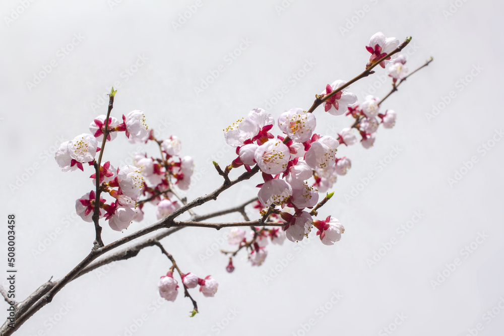 Blooming cherry blossom branches isolated white background. Blooming cherry blossom branches isolated white background.
