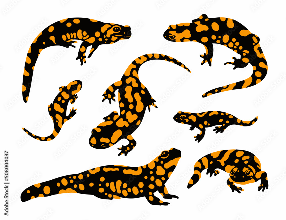 fire salamander set vector fire salamander set vector