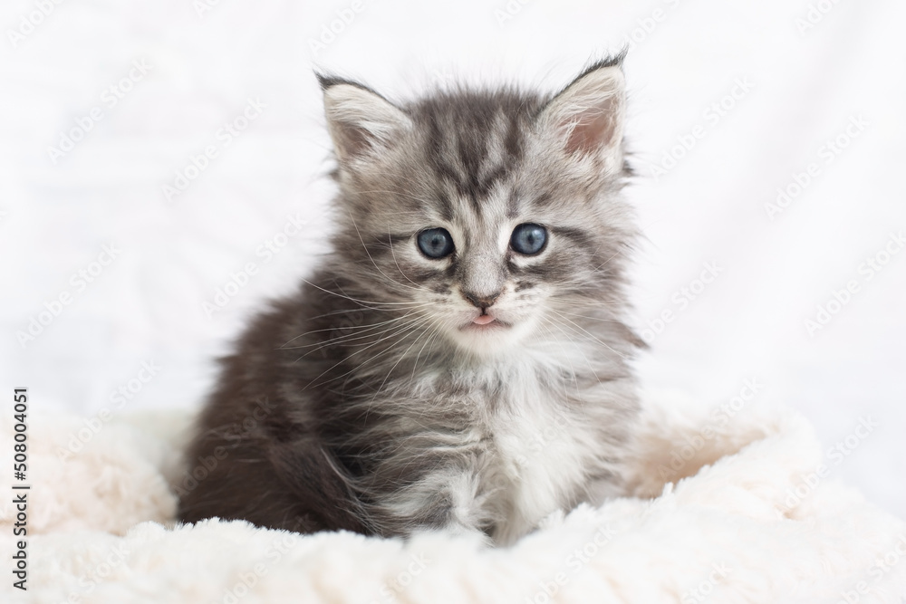 Beautiful fluffy gray Maine Coon kittens in a blanket on a light background. Cute pets. Beautiful fluffy gray Maine Coon kittens in a blanket on a light background. Cute pets.