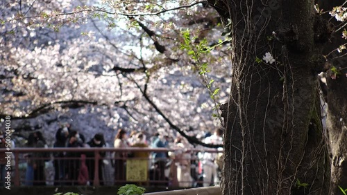 NAKAMEGURO, TOKYO, JAPAN - APRIL 2022 : View of Cherry blossoms at Meguro river and crowd of people wearing masks to protect from Coronavirus (COVID-19). Japanese spring season in COVID-19 pandemic. photo