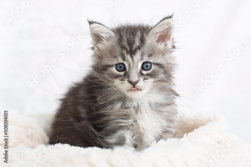 Beautiful fluffy gray Maine Coon kittens in a blanket on a light background. Cute pets.